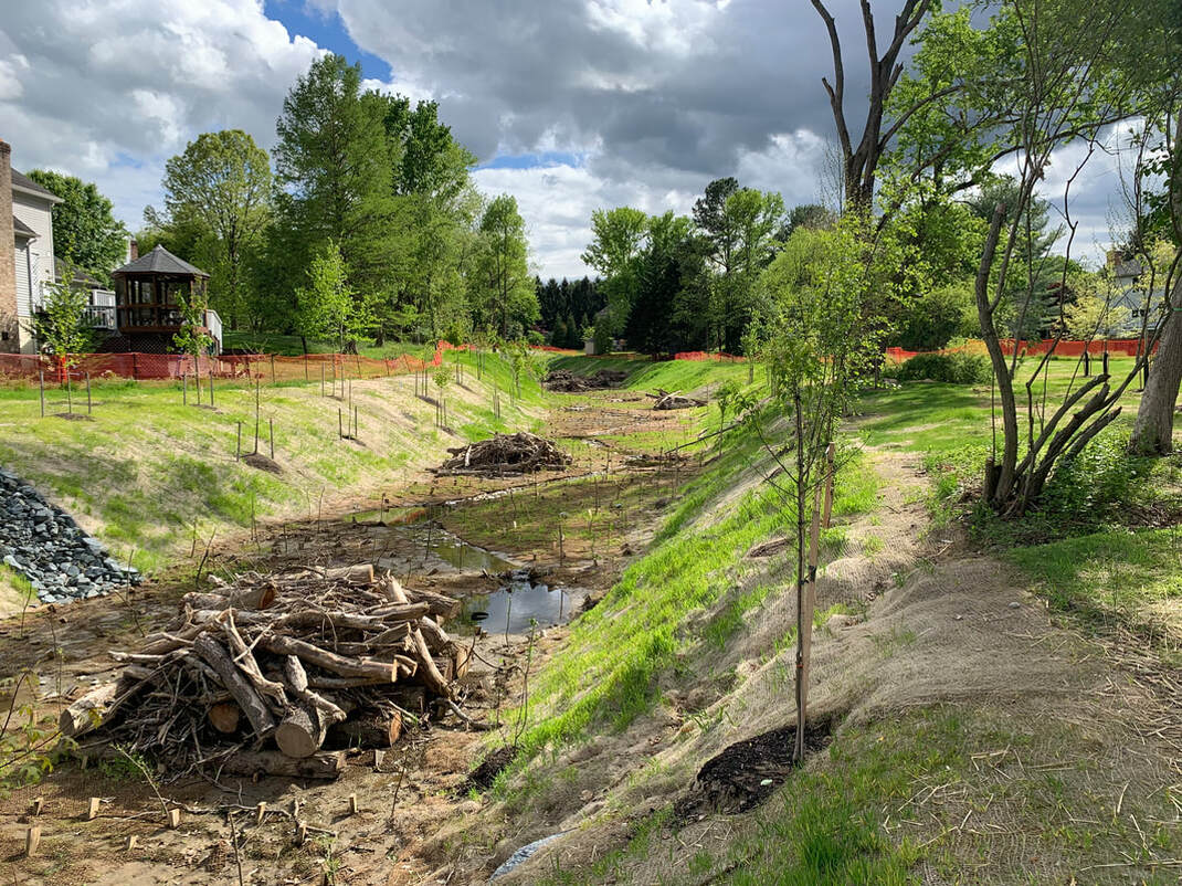 Save the plumtree branch anthropocene alliance