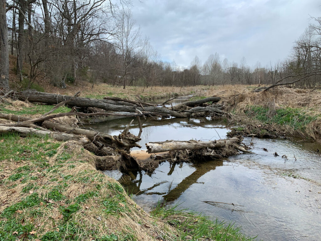 Trees died during the restoration because the roots were trampled on by heavy equipment.