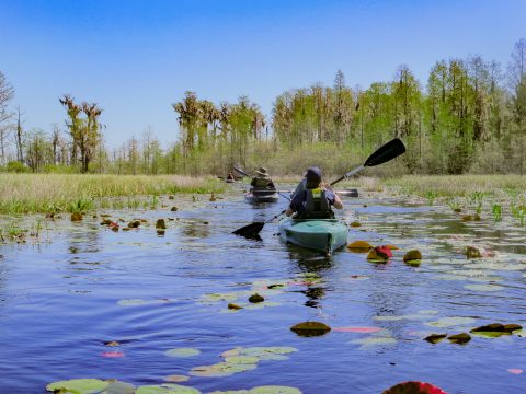 okefenokee-swamp