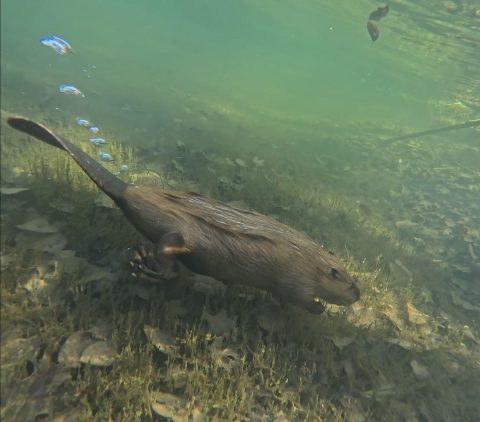 beaverstory2alexis-broz