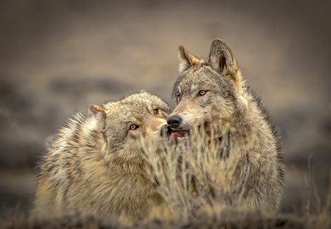 wolfstory2