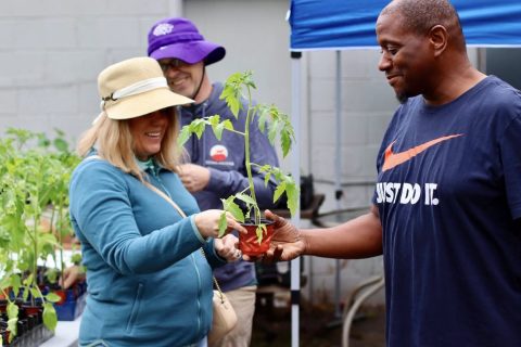 En el Festival de Primavera, que se celebrará en abril de 2026, se repartirán plantas de semillero gratuitas. Crédito de la foto: Serenity Urban Wellness